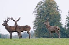 Knebworth, England: Autumn Rut Deer Royalty Free Stock Photography