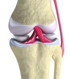 Knee joint closeup view