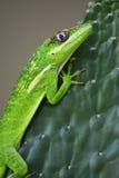 Knight Anole Cuban Anole stock photos Knight Anole Cuban Anole stock photos