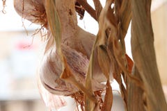 Knoblauchanlage kühl lizenzfreie stockfotografie Knoblauchanlage kühl lizenzfreie stockfotografie