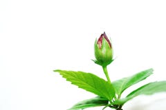 Knopp av den rosa blomman på den vita bakgrunden royaltyfri fotografi Knopp av den rosa blomman på den vita bakgrunden royaltyfri fotografi