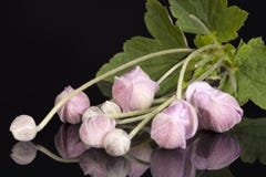 Knoppar av den violetta japanska anemonen för blomma på svart bakgrund Royaltyfri Bild Knoppar av den violetta japanska anemonen för blomma på svart bakgrund Royaltyfri Bild