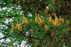 Knospen unter grünen Nadeln im Frühjahr stockfotos Knospen unter grünen Nadeln im Frühjahr stockfotos