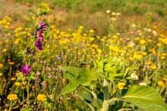 Knospungssonnenblume unter allen Arten andere Blütenpflanzen Lizenzfreies Stockfoto Knospungssonnenblume unter allen Arten andere Blütenpflanzen Lizenzfreies Stockfoto