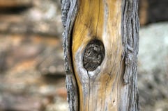 Knoten im Baum auf Spur, Wilpena-Pfund, Süd-Australien lizenzfreie stockfotografie Knoten im Baum auf Spur, Wilpena-Pfund, Süd-Australien lizenzfreie stockfotografie
