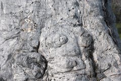 Knotig knuten stam royaltyfri foto Knotig knuten stam royaltyfri foto