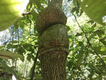Tree with branches that looks like Knots stock photos Tree with branches that looks like Knots stock photos