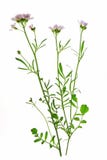 Knäpp blomma (Cardaminepratensisen) Arkivbilder Knäpp blomma (Cardaminepratensisen) Arkivbilder