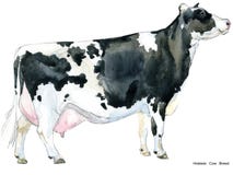 ko Kovattenfärgillustration Mjölka koaveln Holstein koavel royaltyfri illustrationer ko Kovattenfärgillustration Mjölka koaveln Holstein koavel royaltyfri illustrationer