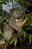 koala fotografering för bildbyråer koala fotografering för bildbyråer