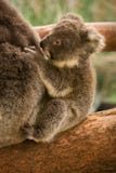 Koala baby stock photo Koala baby stock photo