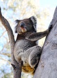Koala Bear Royalty Free Stock Images