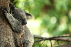 Koala Bear sleeping in a tree