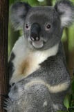 Koala-Bär #3 lizenzfreie stockfotografie Koala-Bär #3 lizenzfreie stockfotografie