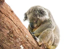 Koala mignon d'isolement sur le fond blanc images stock Koala mignon d'isolement sur le fond blanc images stock