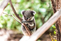 Koala relaksuje w drzewie, Australia zdjęcie royalty free Koala relaksuje w drzewie, Australia zdjęcie royalty free