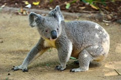 Koala som går på jordningen royaltyfria bilder Koala som går på jordningen royaltyfria bilder