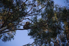 Koala on the top of a eucalypt tree eating royalty free stock photo Koala on the top of a eucalypt tree eating royalty free stock photo