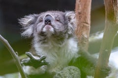 Koala που λαμβάνεται αυστραλιανό μέσω της επίτευξης θάμνων στοκ εικόνα Koala που λαμβάνεται αυστραλιανό μέσω της επίτευξης θάμνων στοκ εικόνα