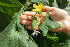 Kobiet średniorolne ręki sprawdzają ogórek na organicznie gospodarstwie rolnym po deszczu zdjęcie stock Kobiet średniorolne ręki sprawdzają ogórek na organicznie gospodarstwie rolnym po deszczu zdjęcie stock