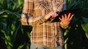 Kobieta agronom używa pastylka komputer w rolniczym kultywującym kukurydzanym polu w zmierzchu zdjęcie wideo Kobieta agronom używa pastylka komputer w rolniczym kultywującym kukurydzanym polu w zmierzchu zdjęcie wideo