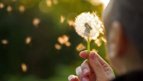 Kobiety dmuchanie na dandelion zbiory Kobiety dmuchanie na dandelion zbiory