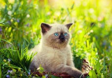 kociak siamese obrazy royalty free kociak siamese obrazy royalty free