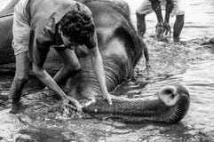 Kodanad-Elefant-Schongebiet - Elefantbaden laufend mit den Wächtern, die tief den Stamm säubern - Schwarzweiss lizenzfreies stockbild Kodanad-Elefant-Schongebiet - Elefantbaden laufend mit den Wächtern, die tief den Stamm säubern - Schwarzweiss lizenzfreies stockbild