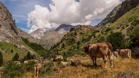Koe in de Pyrenee?n in Spanje landschapsbergen en aard stock fotografie Koe in de Pyrenee?n in Spanje landschapsbergen en aard stock fotografie