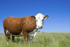 Koe Hereford, koe, vee