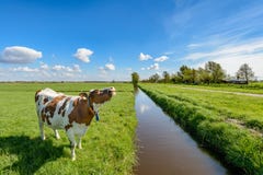 Koe naast een sloot in de polder dichtbij Rotterdam, Nederland stock afbeeldingen Koe naast een sloot in de polder dichtbij Rotterdam, Nederland stock afbeeldingen