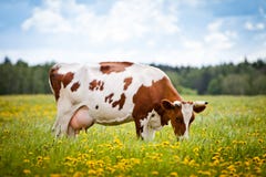Koe op een Gebied stock afbeeldingen Koe op een Gebied stock afbeeldingen