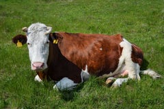 Koe op een weiland van het de lentelandbouwbedrijf De zeer grappige zwart-witte koe ligt op het gras en bekijkt de camera De dier royalty-vrije stock foto's Koe op een weiland van het de lentelandbouwbedrijf De zeer grappige zwart-witte koe ligt op het gras en bekijkt de camera De dier royalty-vrije stock foto's