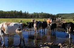 Koeien die door de rivier lopen Royalty-vrije Stock Fotografie Koeien die door de rivier lopen Royalty-vrije Stock Fotografie