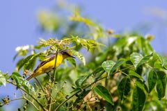 Koel asiático que empoleira-se em uma árvore fotografia de stock Koel asiático que empoleira-se em uma árvore fotografia de stock