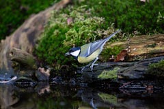 Kohlmeise, Parus bedeutend, gehockt auf einer Leiste in Teich lizenzfreies stockbild Kohlmeise, Parus bedeutend, gehockt auf einer Leiste in Teich lizenzfreies stockbild