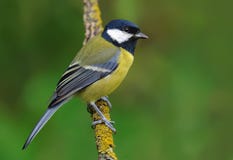 Kohlmeise sitzt auf einer kleine Flechte umfassten Niederlassung lizenzfreies stockbild Kohlmeise sitzt auf einer kleine Flechte umfassten Niederlassung lizenzfreies stockbild