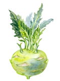 Kohlrabi cabbage watercolor drawing