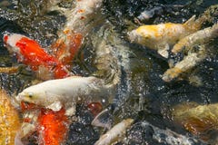 Koi Carp som svärmer i dammet på den naturliga utomhus- zoo, Thailand Stor grupp av den färgglade fisken arkivfoto Koi Carp som svärmer i dammet på den naturliga utomhus- zoo, Thailand Stor grupp av den färgglade fisken arkivfoto