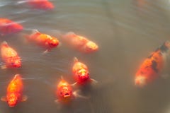 Koi, das in einem Teich im Freien schwimmt stockfotografie Koi, das in einem Teich im Freien schwimmt stockfotografie