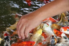 Beautiful fish farming royalty free stock photos Beautiful fish farming royalty free stock photos
