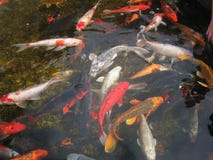 Koi Fish In Pond Stock Photo