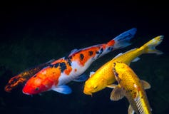 Koi fisk i dammet arkivfoto Koi fisk i dammet arkivfoto