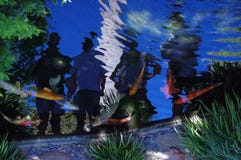 Koi pond with reflections of people