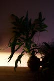 Kokedama With Blue Star Fern Silhouette In Low Light Stock Photo Kokedama With Blue Star Fern Silhouette In Low Light Stock Photo