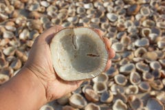 Kokosnusskopra kontrolliert von einem Mann vor der Zerquetschung sie, um Öl zu extrahieren, wenn die Sonne der Kopra trocknet, im lizenzfreie stockfotos Kokosnusskopra kontrolliert von einem Mann vor der Zerquetschung sie, um Öl zu extrahieren, wenn die Sonne der Kopra trocknet, im lizenzfreie stockfotos