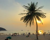 KokosnussPalme auf dem Strand im Sonnenuntergang Lizenzfreies Stockfoto KokosnussPalme auf dem Strand im Sonnenuntergang Lizenzfreies Stockfoto