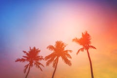 KokosnussPalme-Strandsommerkonzept lizenzfreies stockfoto KokosnussPalme-Strandsommerkonzept lizenzfreies stockfoto
