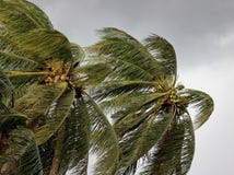 Kokosnötpalmträd som blåser i vindarna för en maktstorm eller orkan Royaltyfria Foton Kokosnötpalmträd som blåser i vindarna för en maktstorm eller orkan Royaltyfria Foton