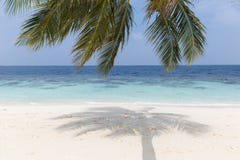Kokosowy drzewo na piaskowatej pla?y bia?ym krysztale i - jasna woda w Maldives zdjęcie stock Kokosowy drzewo na piaskowatej pla?y bia?ym krysztale i - jasna woda w Maldives zdjęcie stock